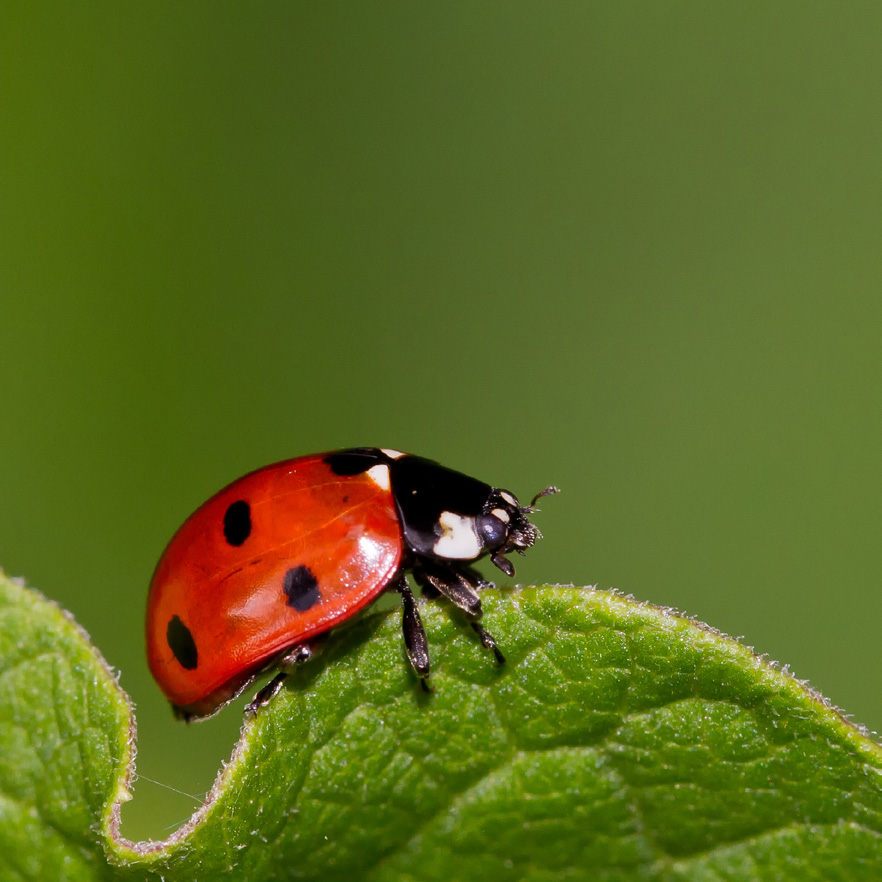diakonie-lahn-dill_nachbarschaftszentrum-niedergirmes_frauenfruehstueck_2019-10-26