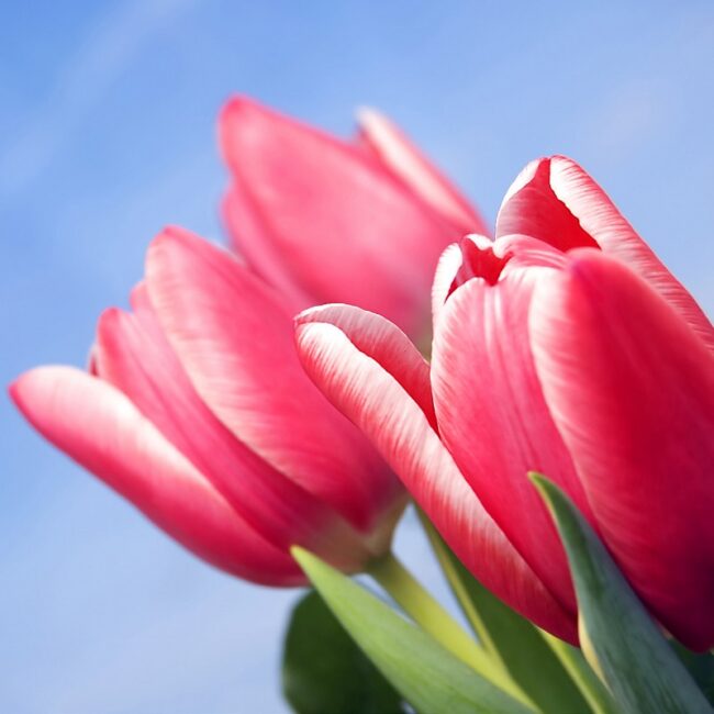 diakonie-lahn-dill_teilhabezentrum-solms_maifest_2025-05-22