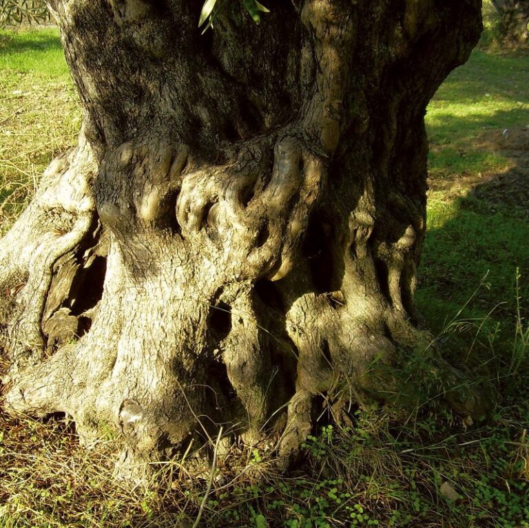 diakonie-lahn-dill_wir-ueber-uns_leitbild_baum